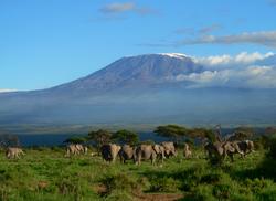 Elephants in Amboseli 