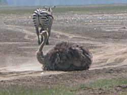 Ostrich and Zeba