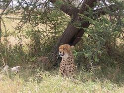 Cheetah in the Wild